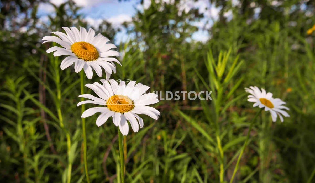 White Wildflowers in Green Vegetation, Daisys. Justin Dutcher 