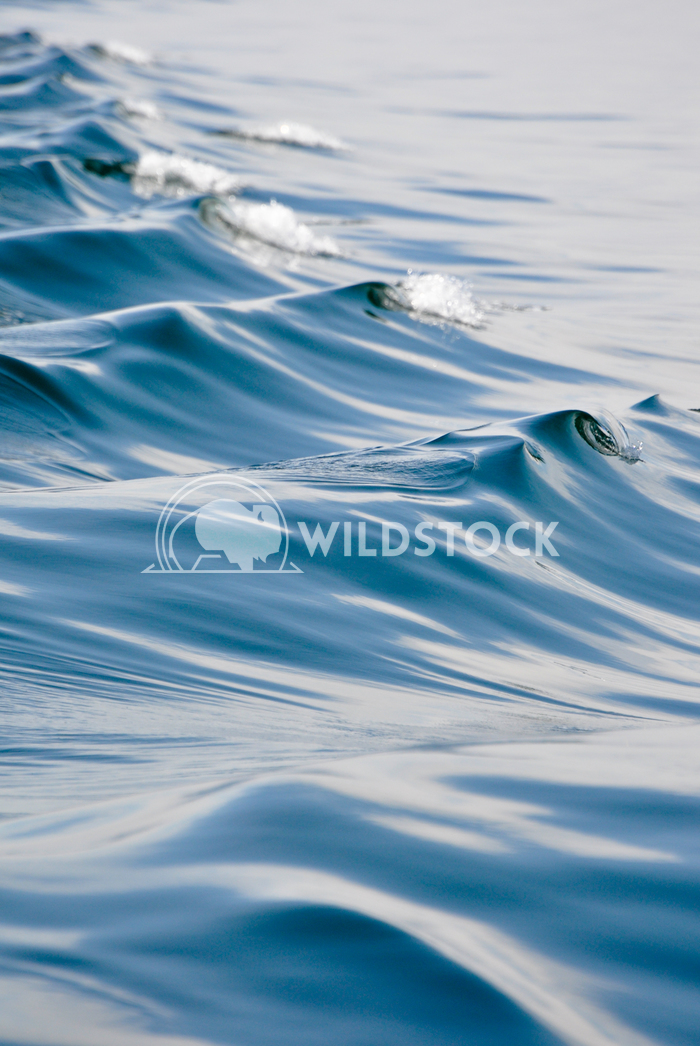 Waves in Ocean, Wake From Boat Justin Dutcher 