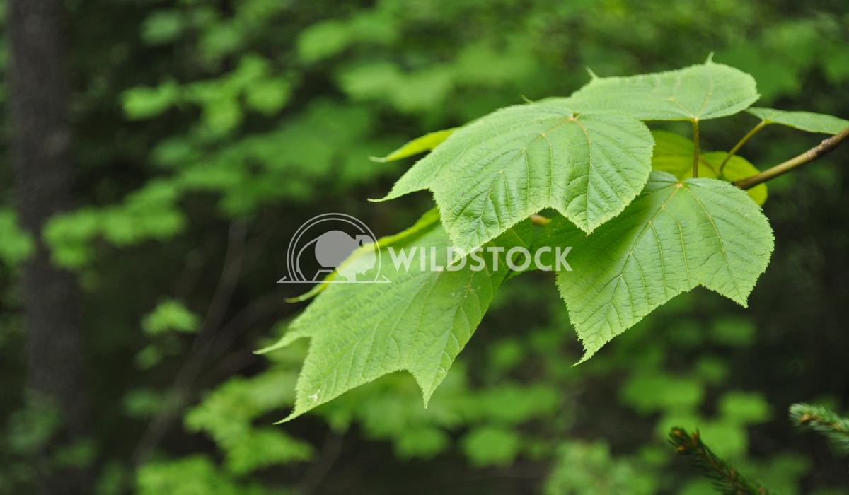Leaves of a Striped Maple Tree in Forest Justin Dutcher 
