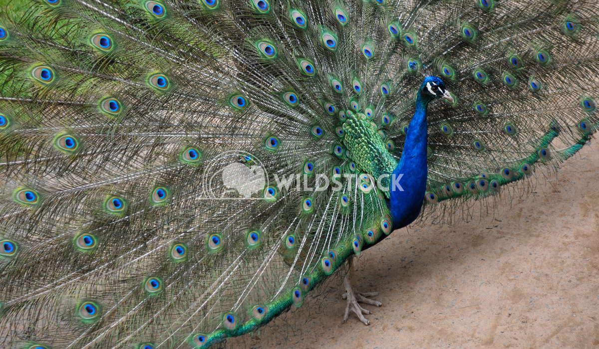 Male Peacock Displaying Tail. Justin Dutcher 