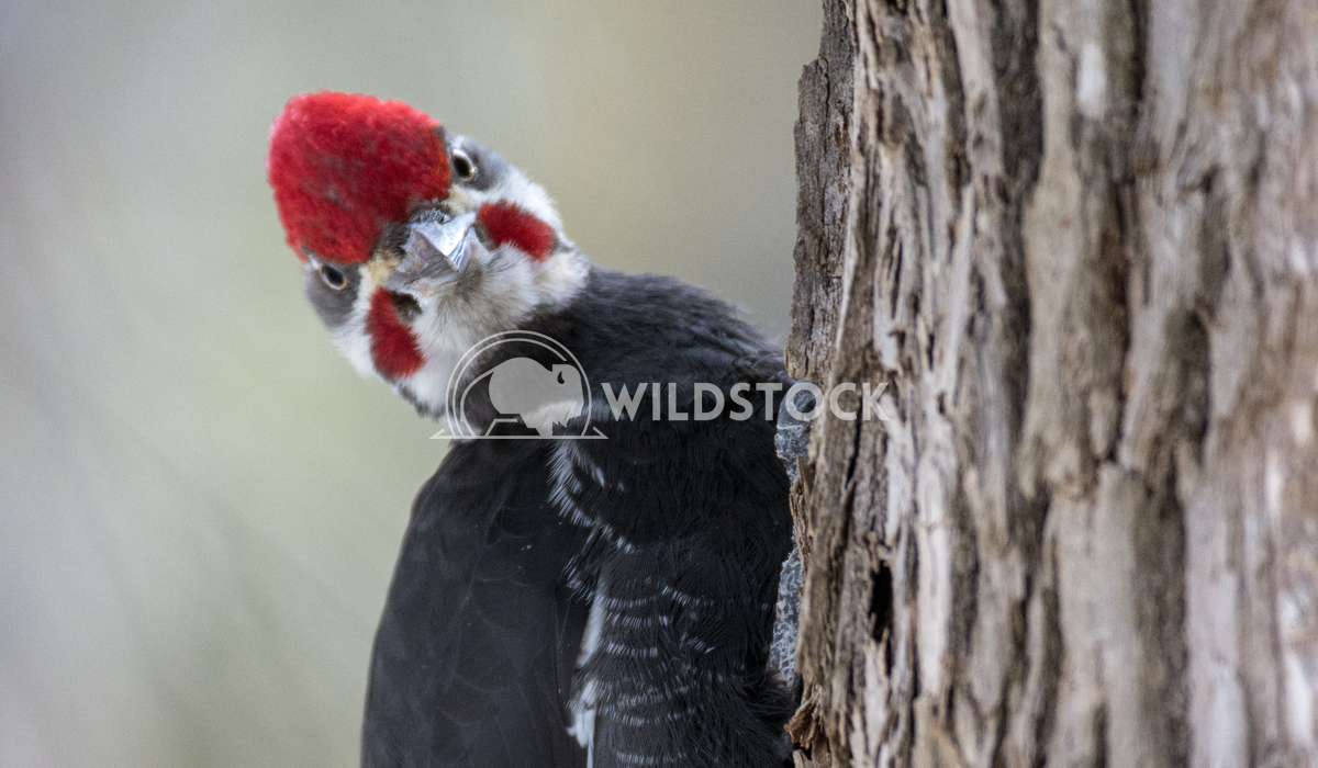 Pileated Woodpecker on Tree Looking at Camera Justin Dutcher Mactaquac Provincial Park 