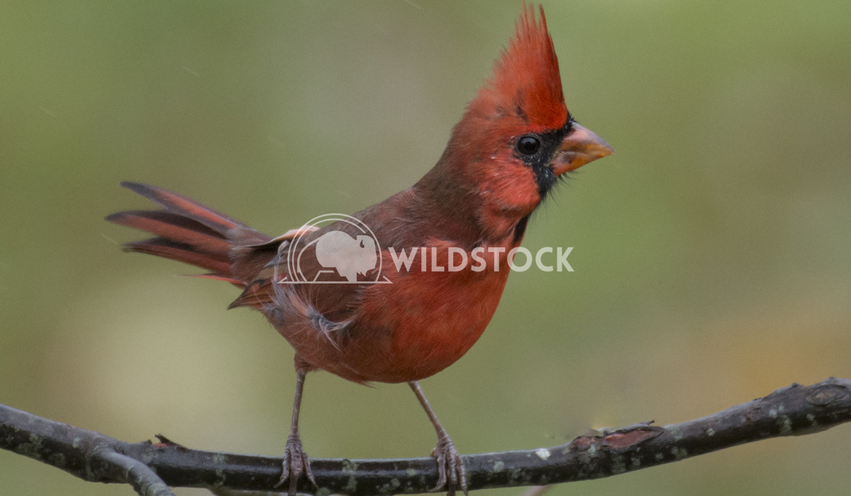 Northern Cardinal (Male) Perched on Branch Justin Dutcher 