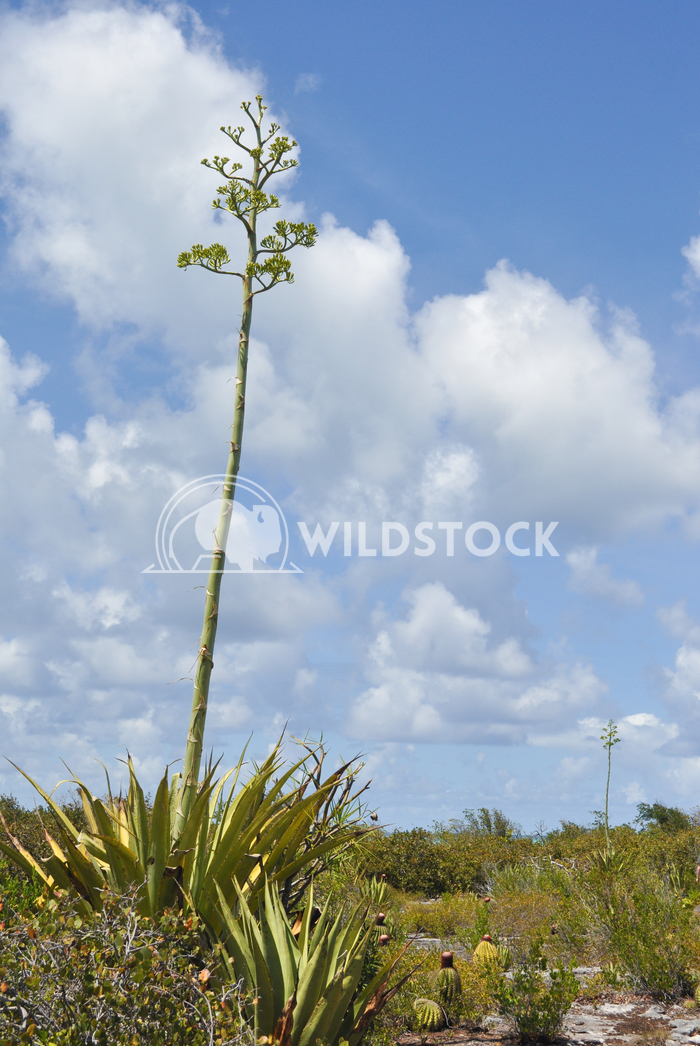 Century Plants (Agave americana) on Barbuda Island Desert  Justin Dutcher 