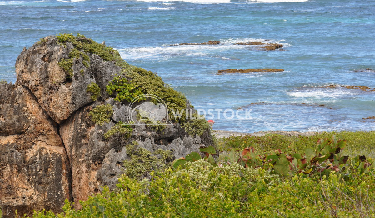 Barbuda Coast, Ocean with Large Rock and Vegetation Justin Dutcher 