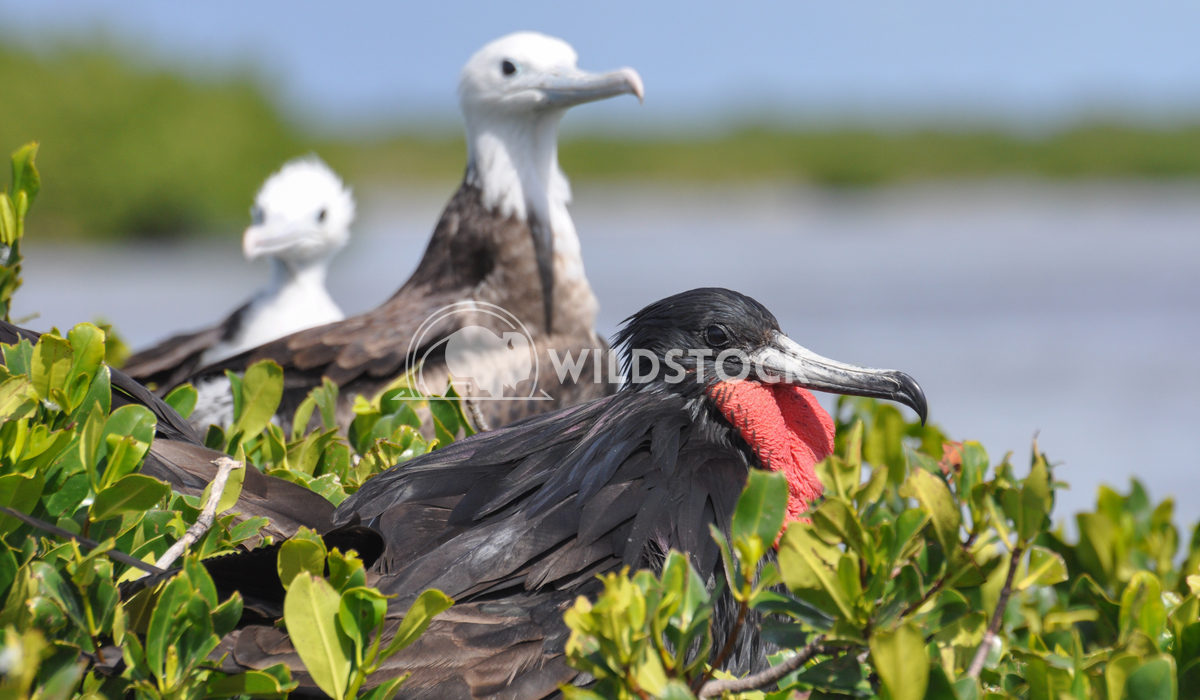 Magnificient Frigatebird (Fregata magnificens) - Male and Young Justin Dutcher Frigate Bird Colony, Codrington Lagoon.