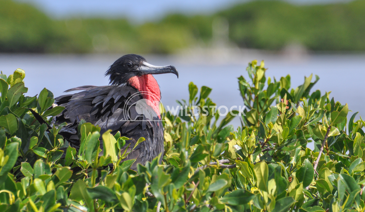 Magnificient Frigatebird (Fregata magnificens) - Male Justin Dutcher Frigate Bird Colony, Codrington Lagoon.
