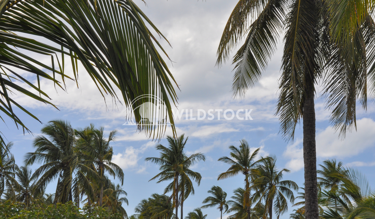 Palm Tree Plantation in Barbuda Justin Dutcher 