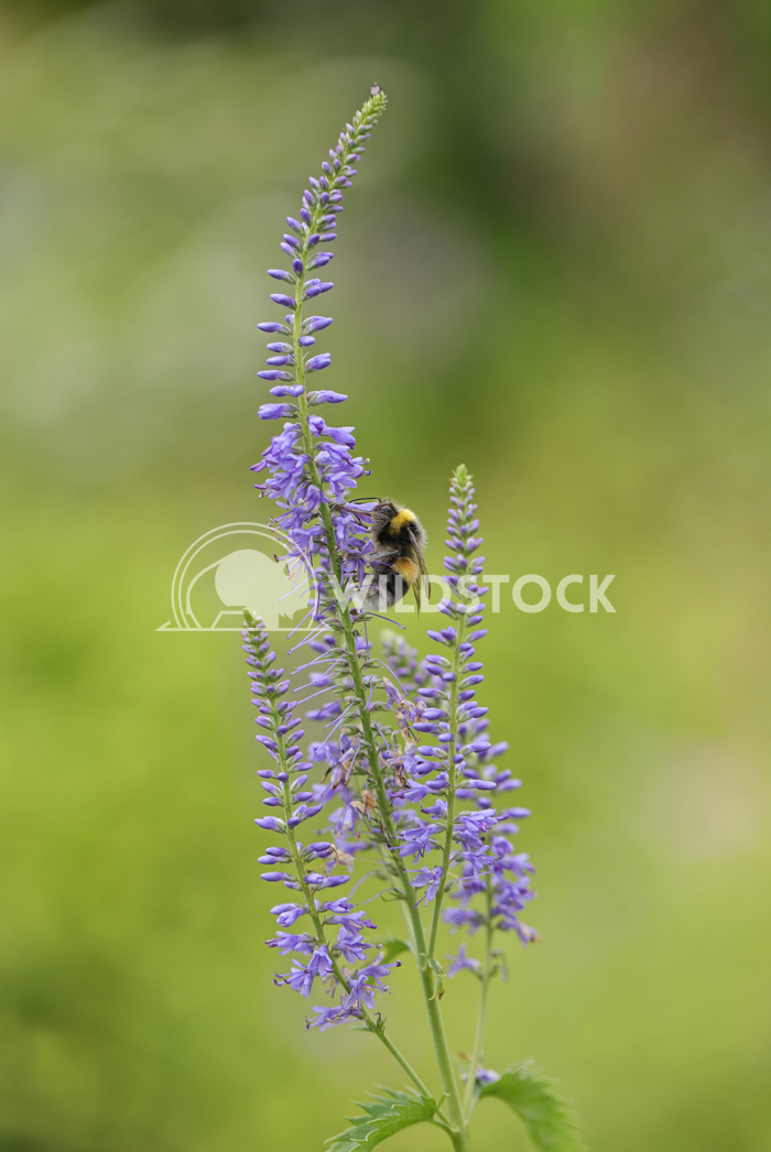 Flower and bee Jane Hewitt Purple flower with bee