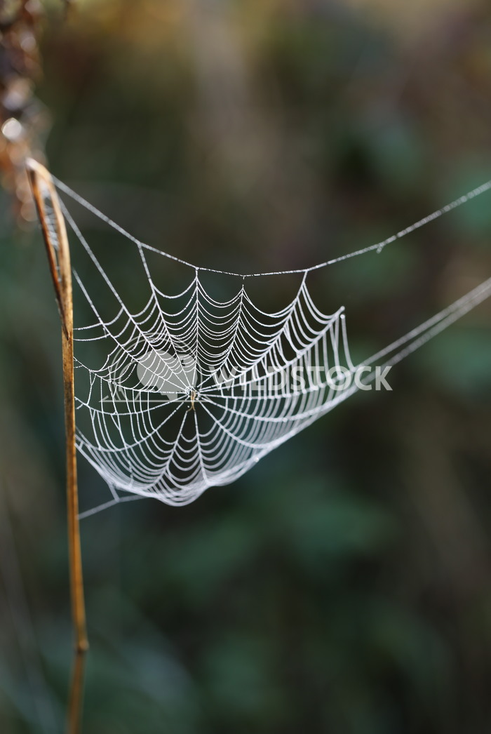 Spider's web covered in dew Jane Hewitt Spider's web covered in dew
