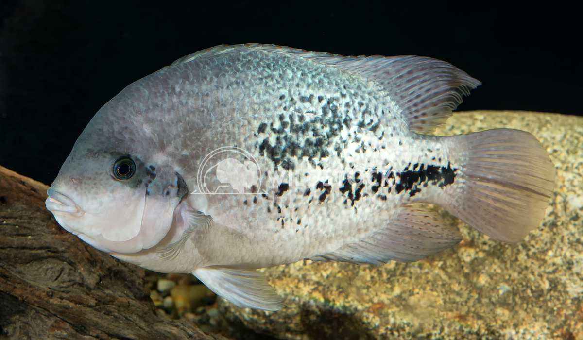 Cichlid fish in aquarium Jiri Plistil 