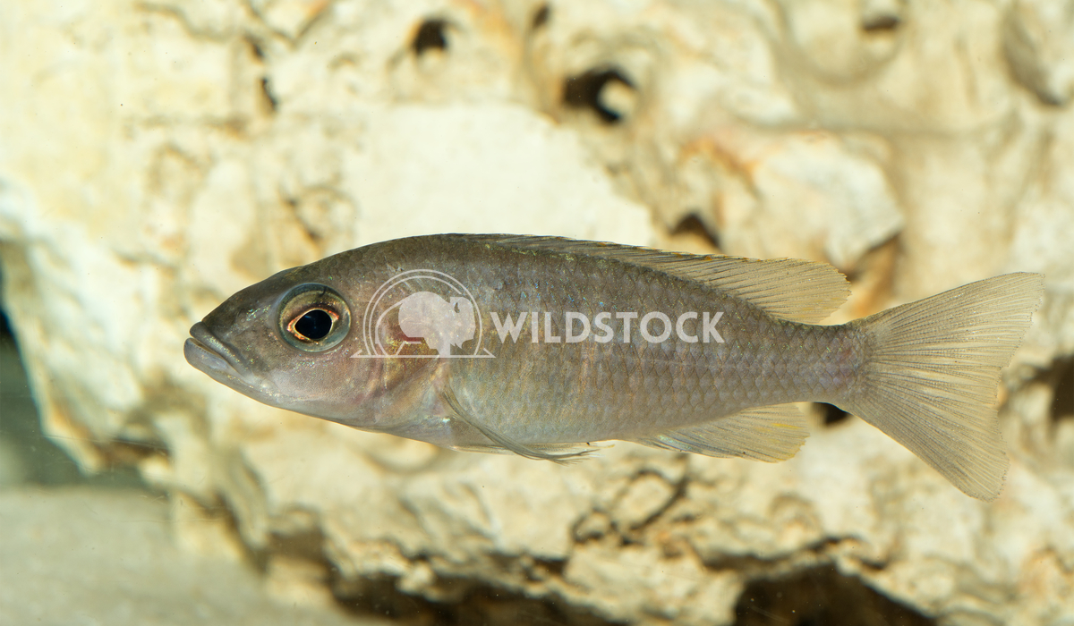 Female of cichlid fish Jiri Plistil 
