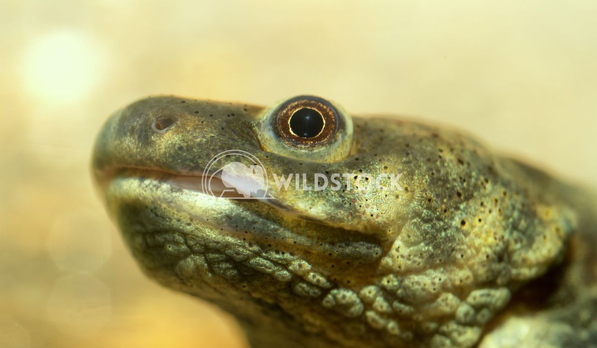 Head of salamander Jiri Plistil 
