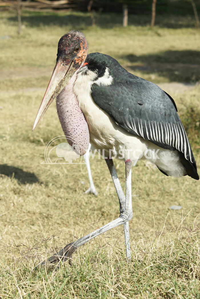 Marabou Stork, Awassa, Ethiopia, Africa 4 Alexander Ludwig Marabou Stork, Awassa, Great Rift Valley, Ethiopia, Africa