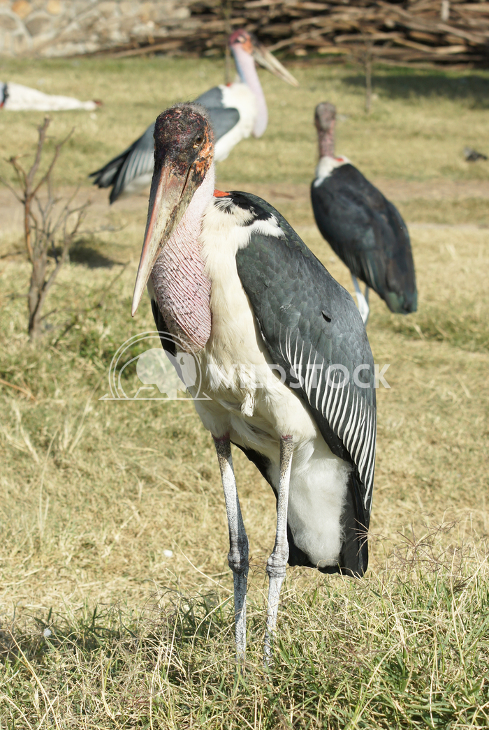 Marabou Stork, Awassa, Ethiopia, Africa 5 Alexander Ludwig Marabou Stork, Awassa, Great Rift Valley, Ethiopia, Africa