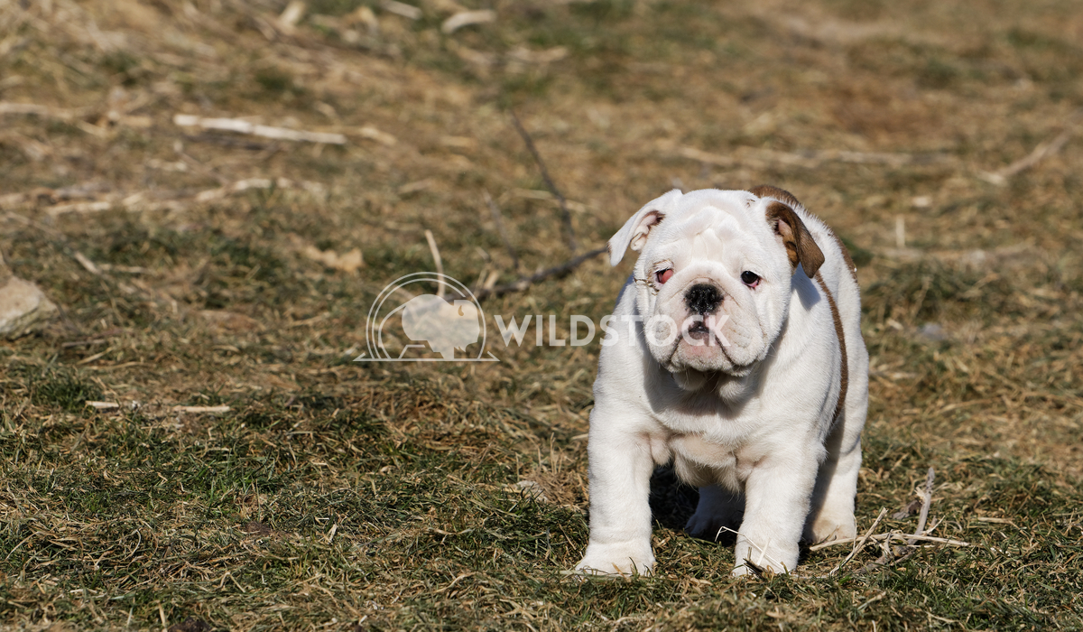 Small puppy of english bulldog running outdoor Jiri Plistil 