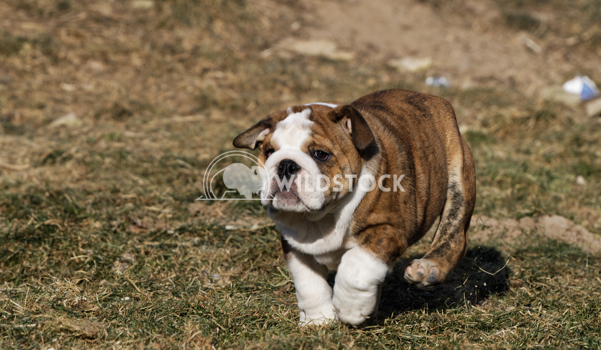 Small puppy of english bulldog running Jiri Plistil 