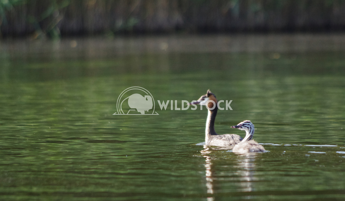 Mother and Child Lars Fricke Driving a boat on one of the lakes of our national park we saw this great crested grebe wit