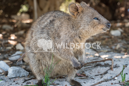 necoページquokka Quokka Pet Bank | Japan Trend Shop