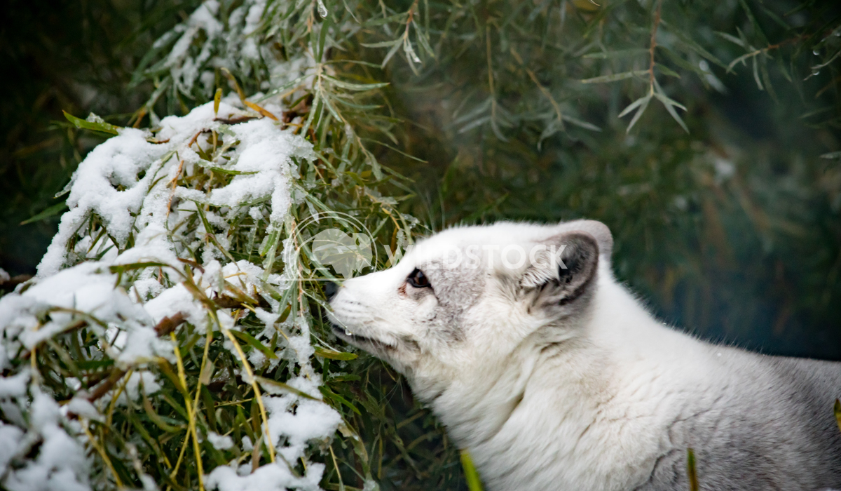 Sniffing fox on evergreen trees Angelle Holmes A beautiful arctic fox is sniffing the evergreen trees in the wintertime.