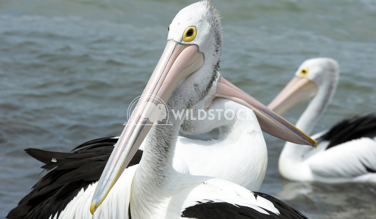 Australian Pelican (Pelecanus conspicillatus) 14 Alexander Ludwig Australian Pelican (Pelecanus conspicillatus), photo w