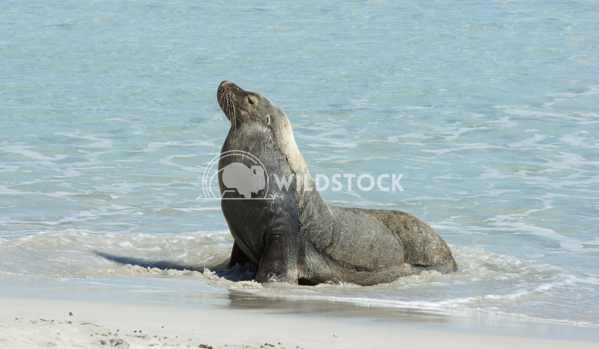 Australian Sea Lion (Neophoca cinerea) 11 Alexander Ludwig Australian Sea Lion (Neophoca cinerea), photo was taken on Se