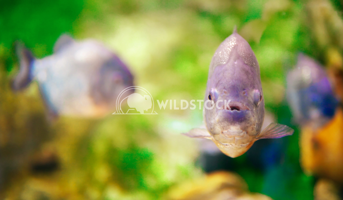 Underwater Close Up Of Piranha Fish Radu Bercan Underwater Close Up Of Piranha Fish