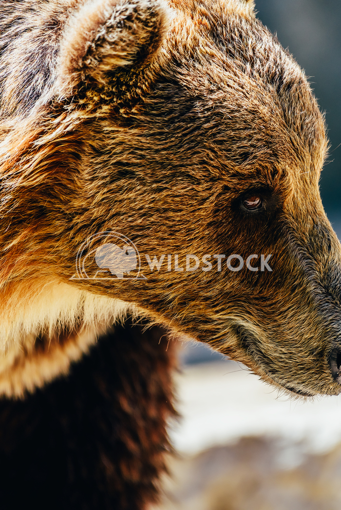 Brown Bear (Ursus Arctos) Radu Bercan Brown Bear (Ursus Arctos) Portrait