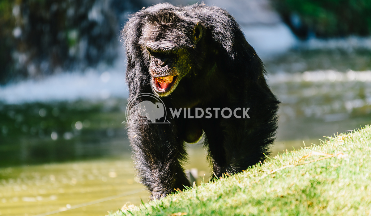 Portrait Of A Female Chimpanzee Radu Bercan Portrait Of A Female Chimpanzee