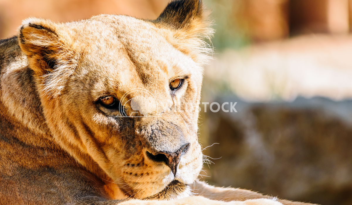 Closeup Portrait Of Female Lion Radu Bercan Closeup Portrait Of Female Lion