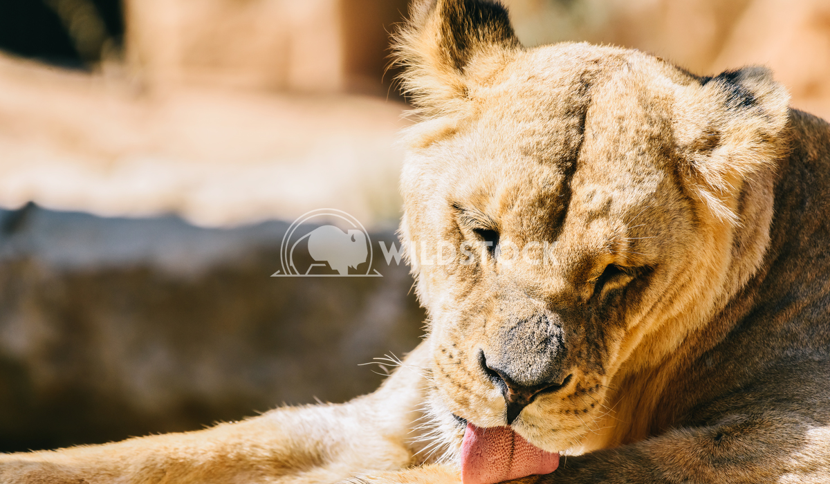 Portrait Of Female Lion Radu Bercan Closeup Portrait Of Female Lion