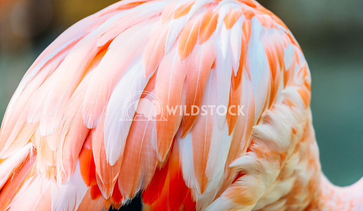 Pink Flamingo Feathers Closeup Details Radu Bercan Pink Flamingo Feathers Closeup Details