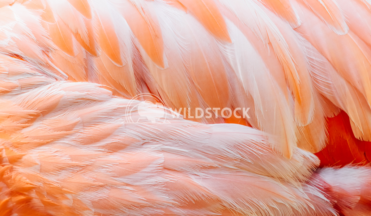 Pink Flamingo Feathers Radu Bercan Pink Flamingo Feathers Closeup Details