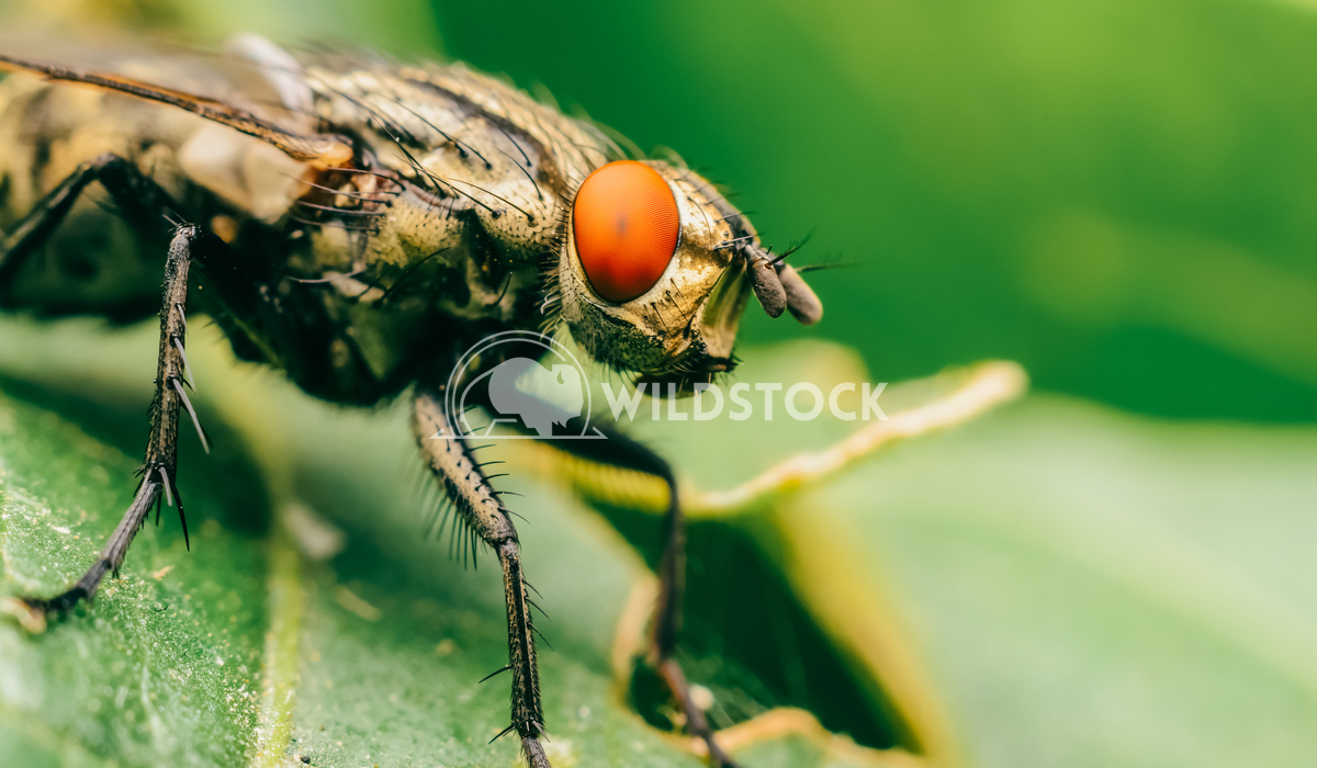 Common Housefly Macro On Green Leaves Background Radu Bercan Common Housefly Macro On Green Leaves Background