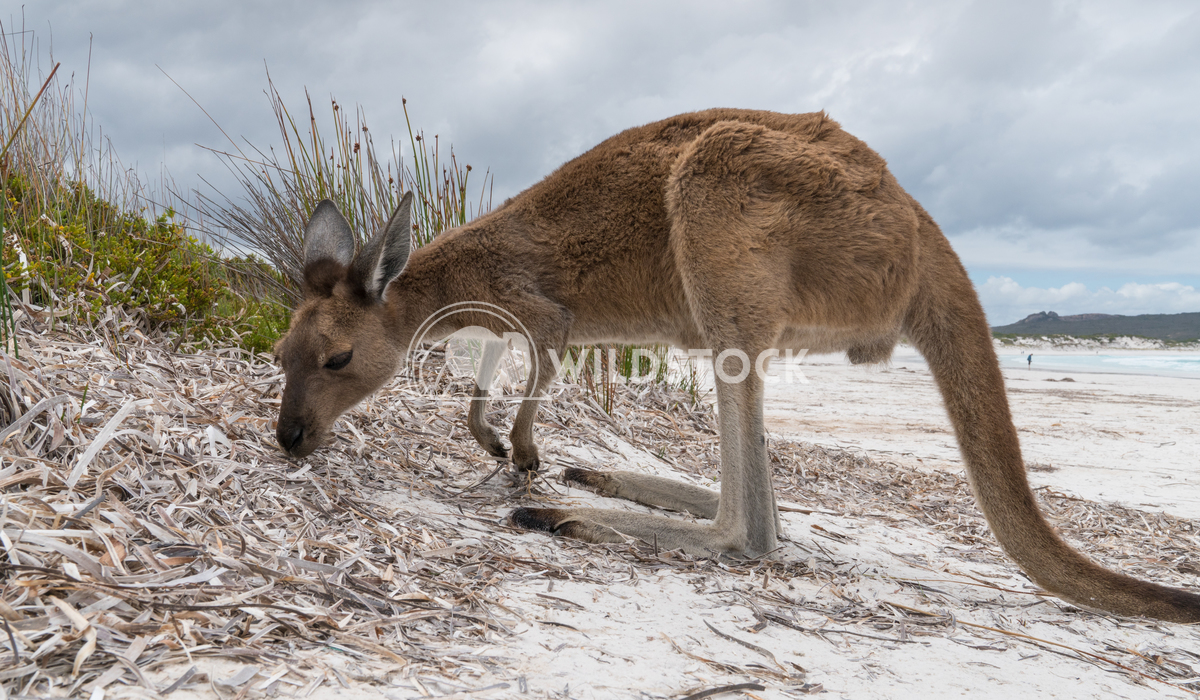 Cape Le Grand National Park, Western Australia 1 Alexander Ludwig Kangaroos on the white beach of Lucky Bay, Cape Le Gra
