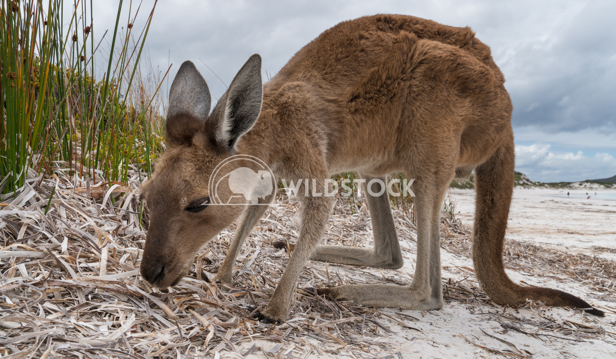 Cape Le Grand National Park, Western Australia 2 Alexander Ludwig Kangaroos on the white beach of Lucky Bay, Cape Le Gra