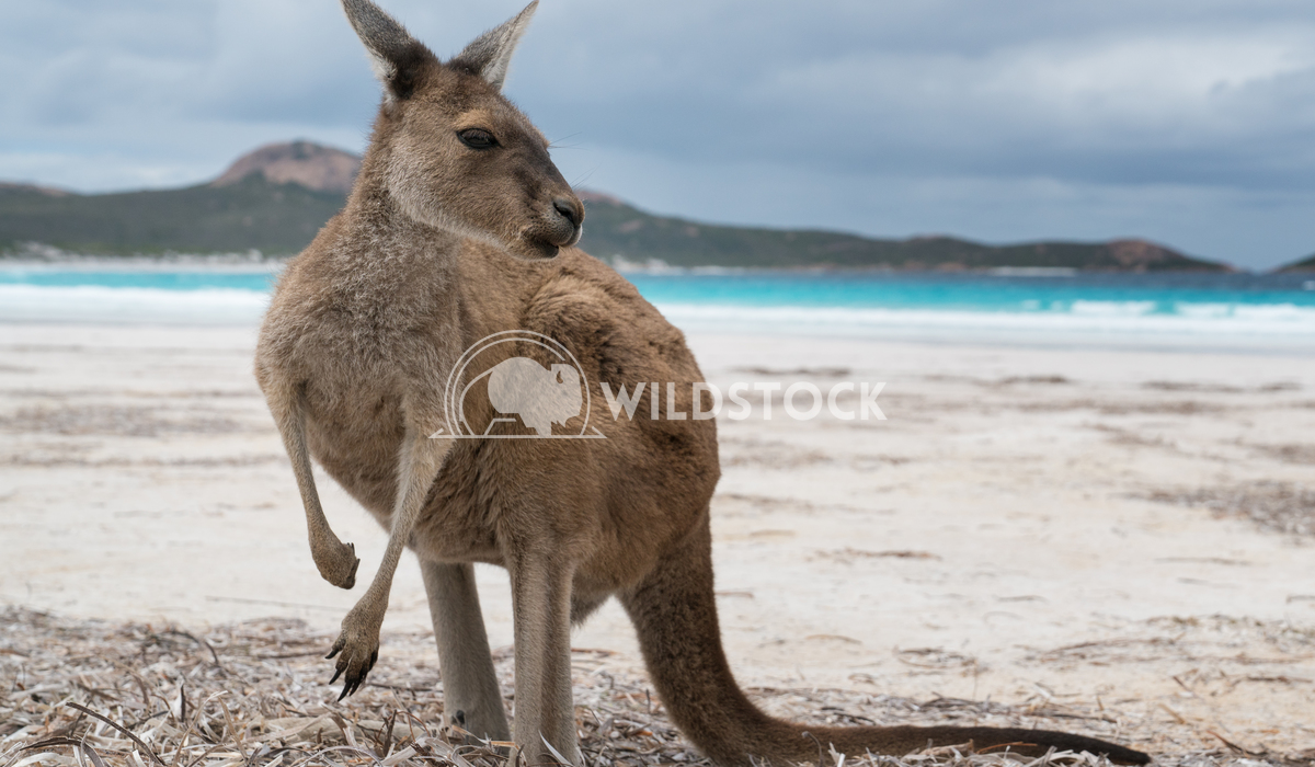 Cape Le Grand National Park, Western Australia 3 Alexander Ludwig Kangaroos on the white beach of Lucky Bay, Cape Le Gra