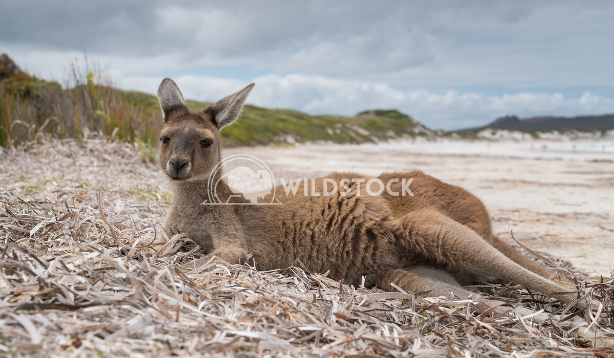 Cape Le Grand National Park, Western Australia 4 Alexander Ludwig Kangaroos on the white beach of Lucky Bay, Cape Le Gra