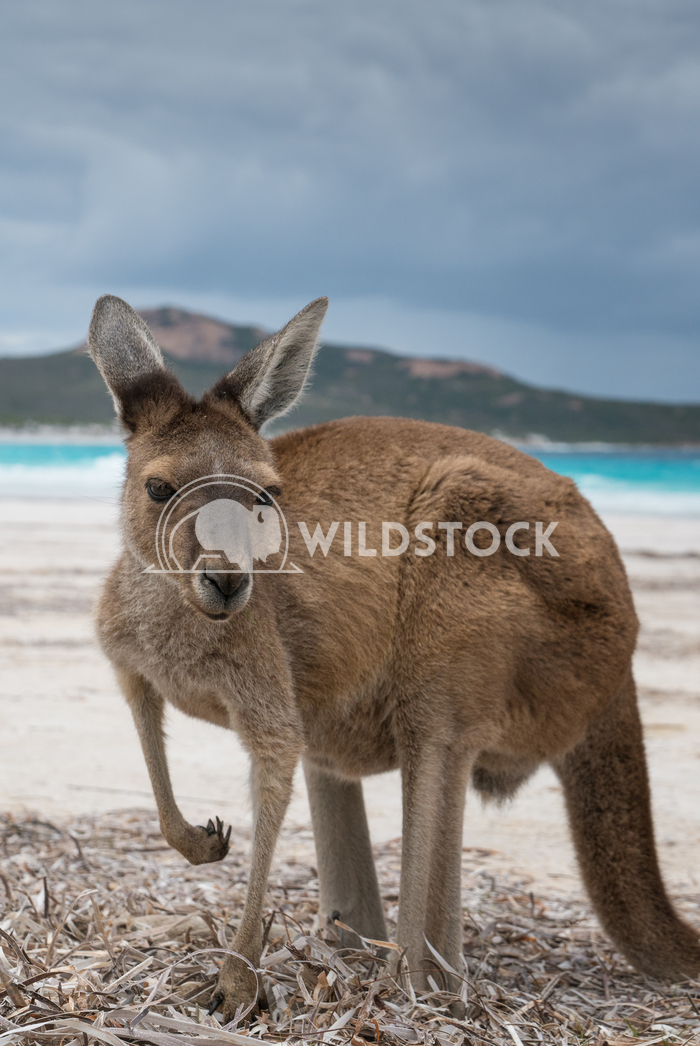 Cape Le Grand National Park, Western Australia 6 Alexander Ludwig Kangaroos on the white beach of Lucky Bay, Cape Le Gra