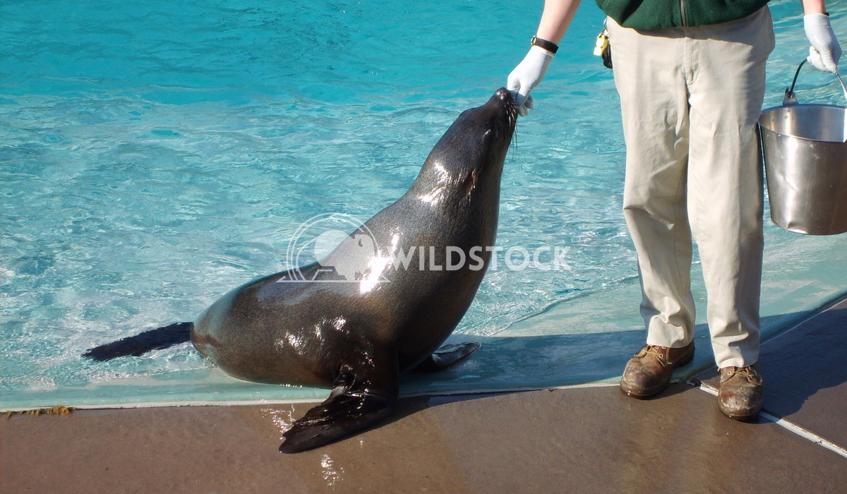 Seal at Zoo Chris Kingdon 