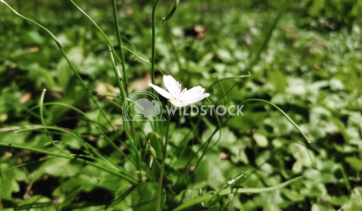 White Flower Delana Husby 