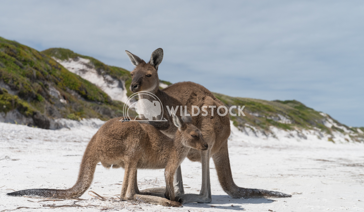 Kangaroos, Cape Le Grand National Park, Western Australia 3 Alexander Ludwig Kangaroos on the white beach of Lucky Bay, 