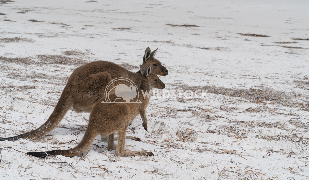 Kangaroos, Cape Le Grand National Park, Western Australia 8 Alexander Ludwig Kangaroos on the white beach of Lucky Bay, 