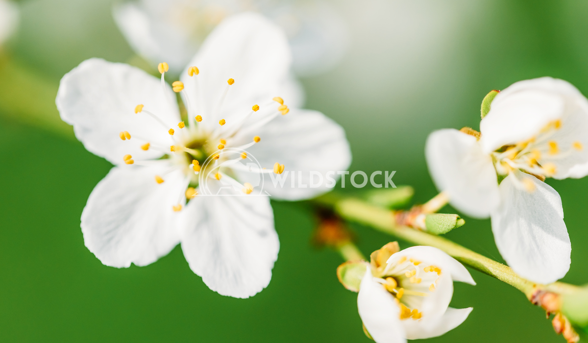 White Tree Flowers In Spring Radu Bercan White Plum Tree Flowers In Spring