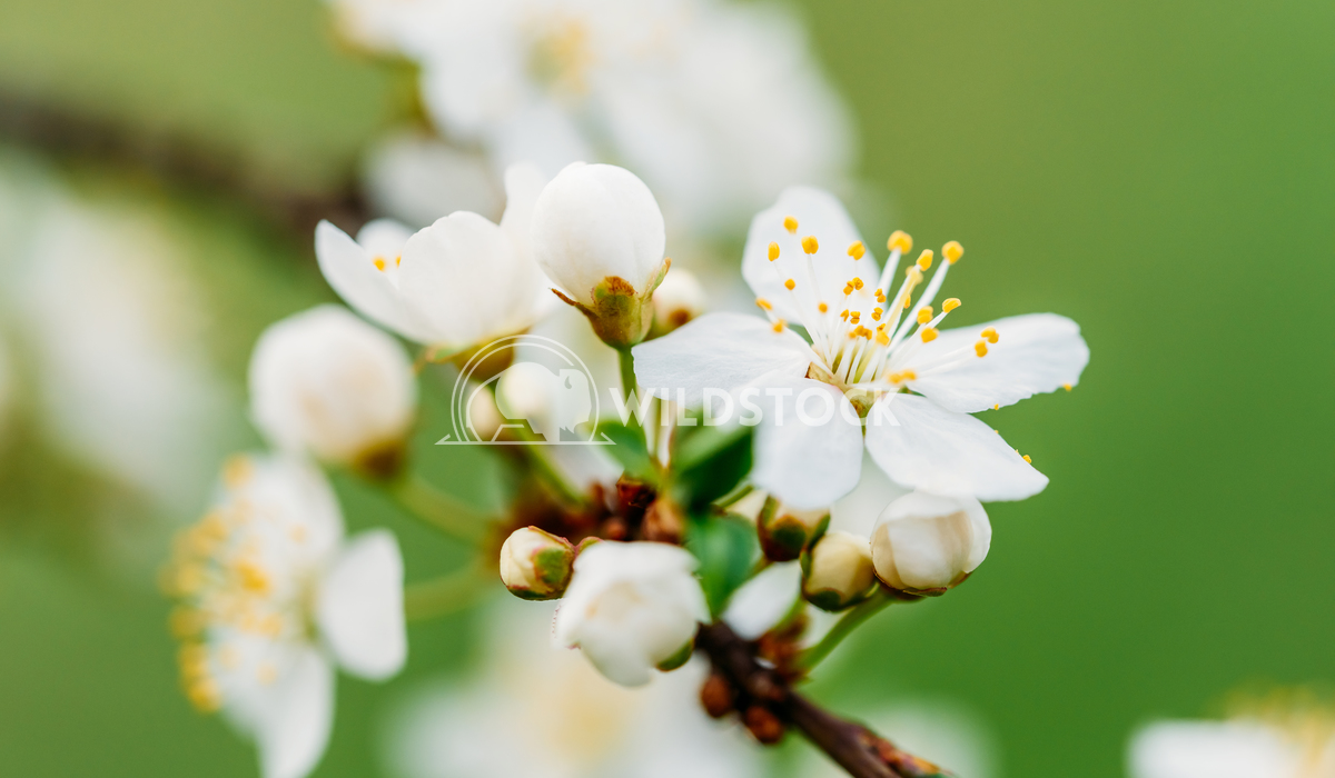White Plum Tree Flowers Radu Bercan White Plum Tree Flowers In Spring