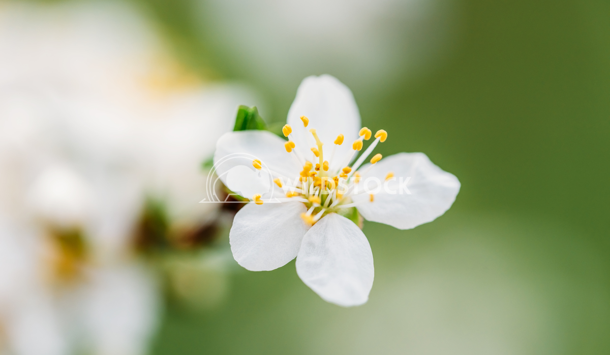 White Plum Flowers In Spring Radu Bercan White Plum Tree Flowers In Spring