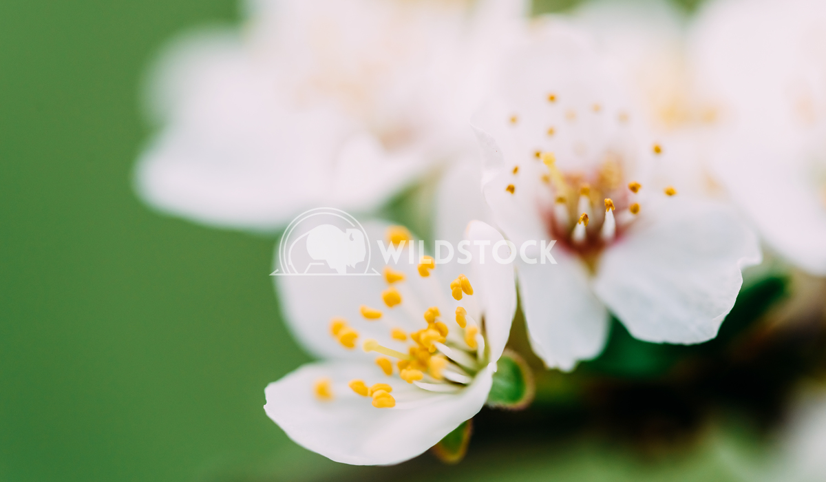 White Plum Tree Flowers Bloom In Spring Radu Bercan White Plum Tree Flowers In Spring