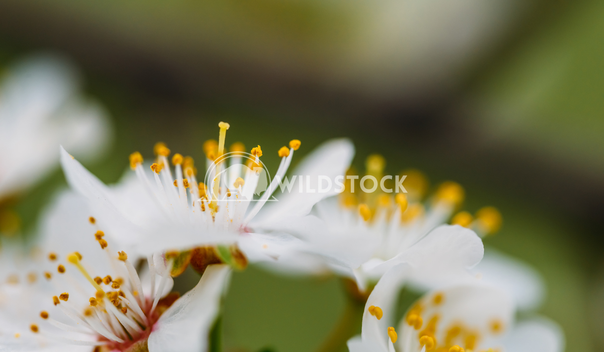 White Plum Tree Flowers Blooming In Spring Radu Bercan White Plum Tree Flowers In Spring