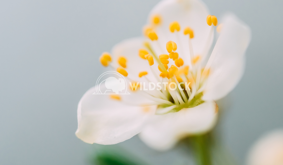 White Plum Tree Flowers In Spring Macro Radu Bercan White Plum Tree Flowers In Spring