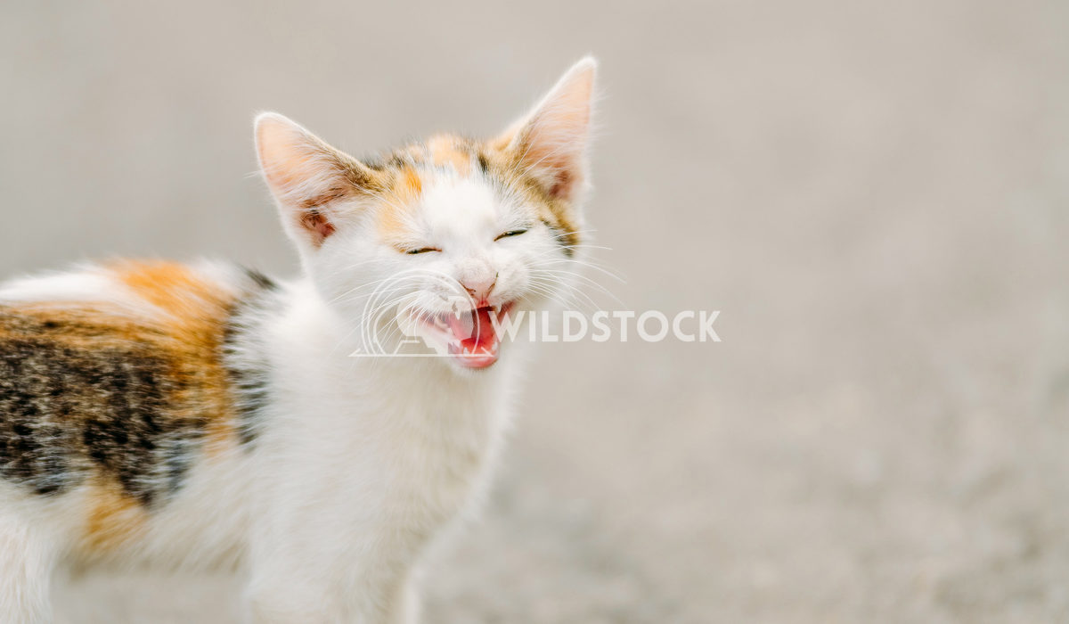 Cute Cat Meowing Having A Funny Laughing Face Radu Bercan Cute Cat Meowing Having A Funny Laughing Face