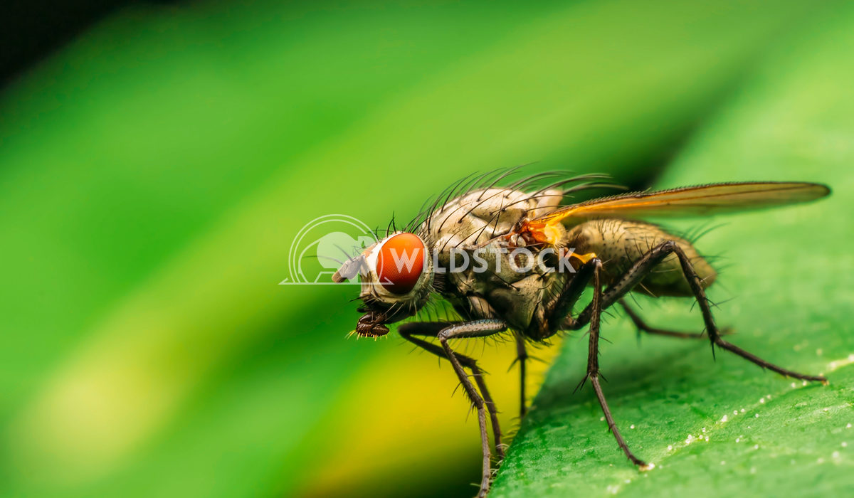 Macro Profile Of A Common Fly With Red Eyes Radu Bercan Macro Photo Profile Of A Common Fly With Red Eyes